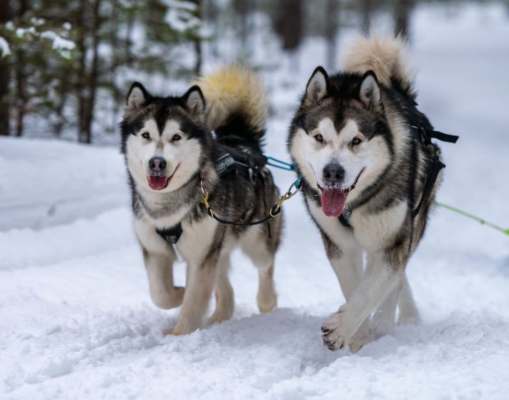 Szelki dla psa guard